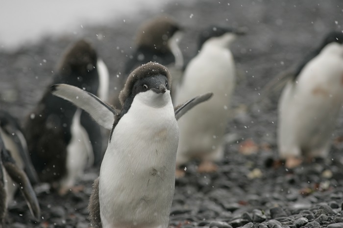 Die Pinguine der Antarktis